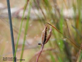   Fruit, seeds:   Thelymitra cyanapicata ; Photo by South Australian Seed Conservation Centre, used with permission
